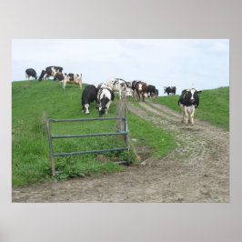 Poster de Fotografias de Vacas