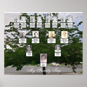 Poster de Fotos da Árvore da Família Green Summe