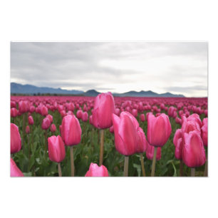 Poster de Fotos das Flores de Tulipas Rosa
