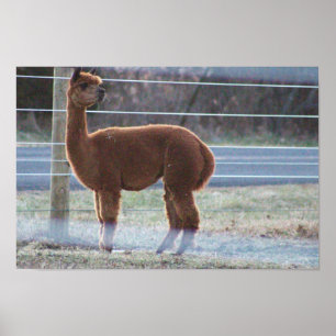Poster de Fotos do Alpaca