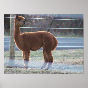 Poster de Fotos do Alpaca
