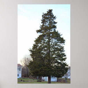 Poster de Fotos em Árvore Evergreen
