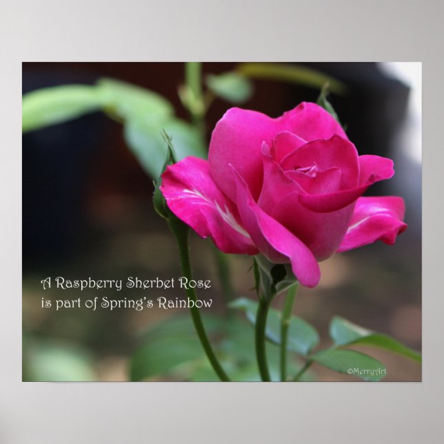Poster de Framboesa Sherbet Rosa: ROSA e PROSE 20x (Frente)