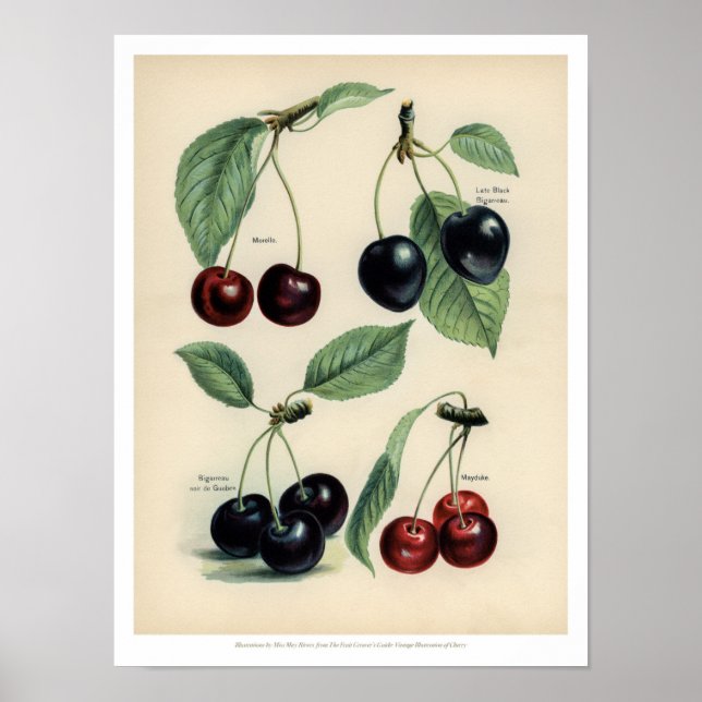 Poster de Fruta de de Vintage - Cereja (Frente)