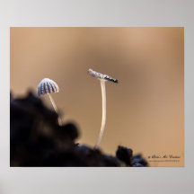 Poster de Fungi (Coprinus Plicatilis)