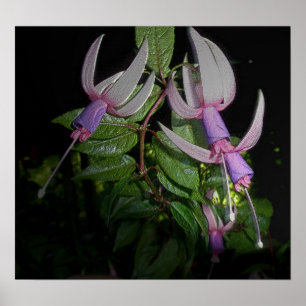 Poster de Fushia Azul