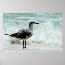 poster de gaivota