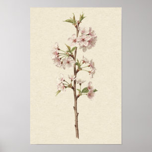 Pôster de Galho de Flor de Cerejeira Rosa Pálido