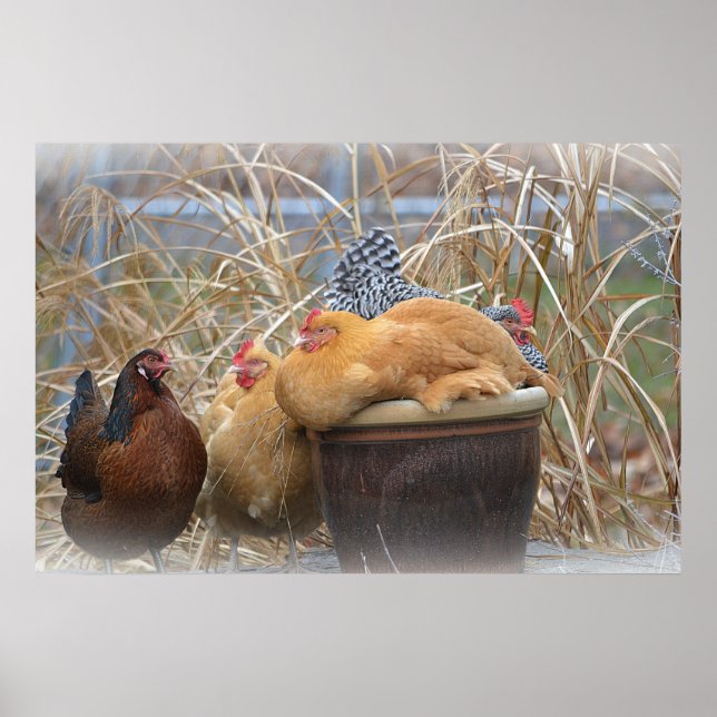 Poster de galinha (Frente)