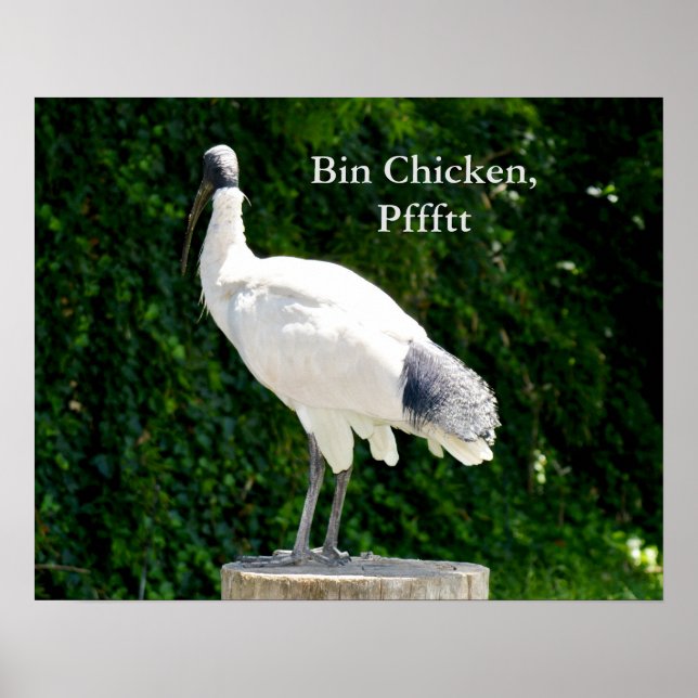 Poster De Galinha De caixa (Ibis) (Frente)