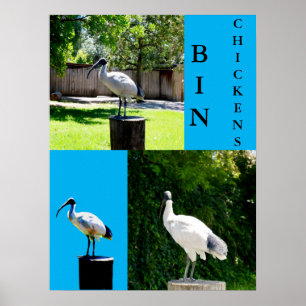 Poster De Galinhas caixas (Ibis)