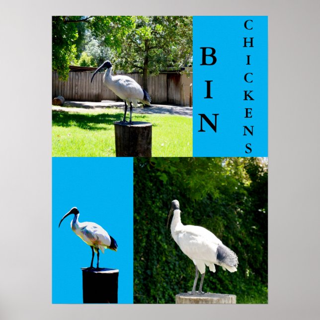 Poster De Galinhas caixas (Ibis) (Frente)