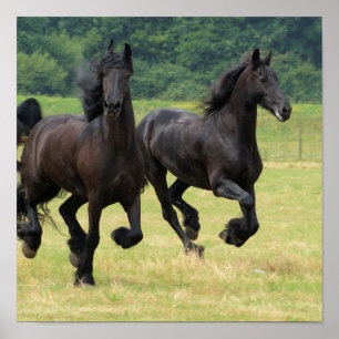 Poster de galope dos cavalos do frisão