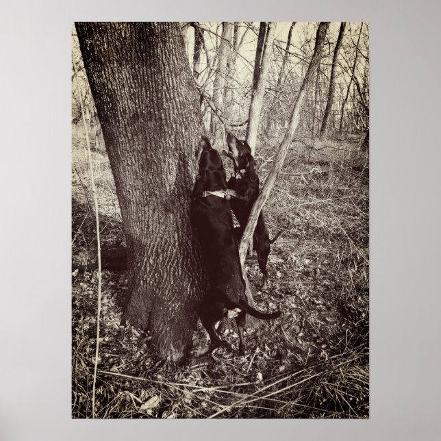 Poster de galos negros e latas (Frente)