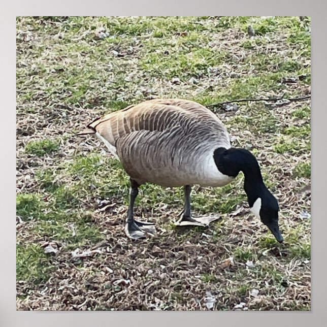 Poster de Ganso do Canadá (Frente)