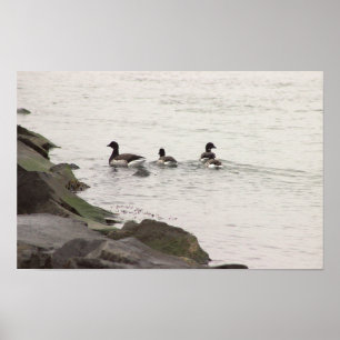 Pôster de Gansos Brant no Oceano