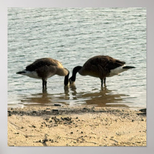 Pôster de Gansos do Canadá no Lago