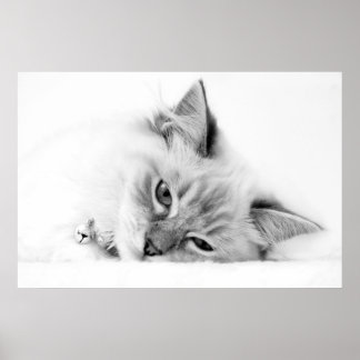 poster de gatinho