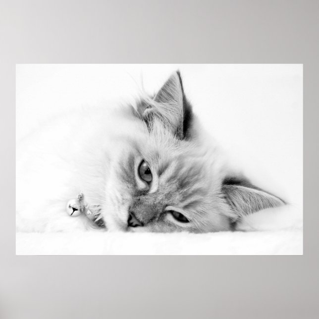 poster de gatinho (Frente)