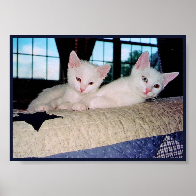 Pôster de Gatinhos Angora Turca (Frente)