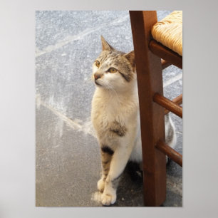 Poster de gato