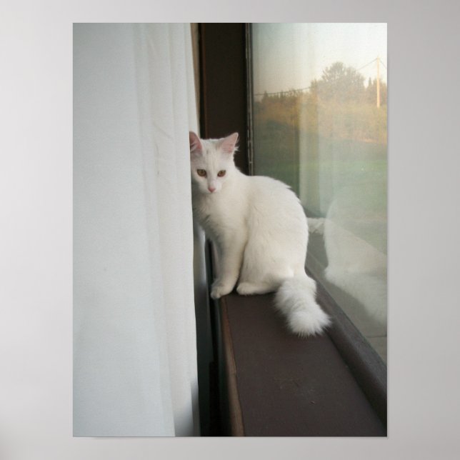 Poster de Gato Branco (Frente)