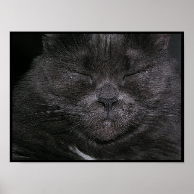 Poster de Gato com Sono de cinza (Frente)