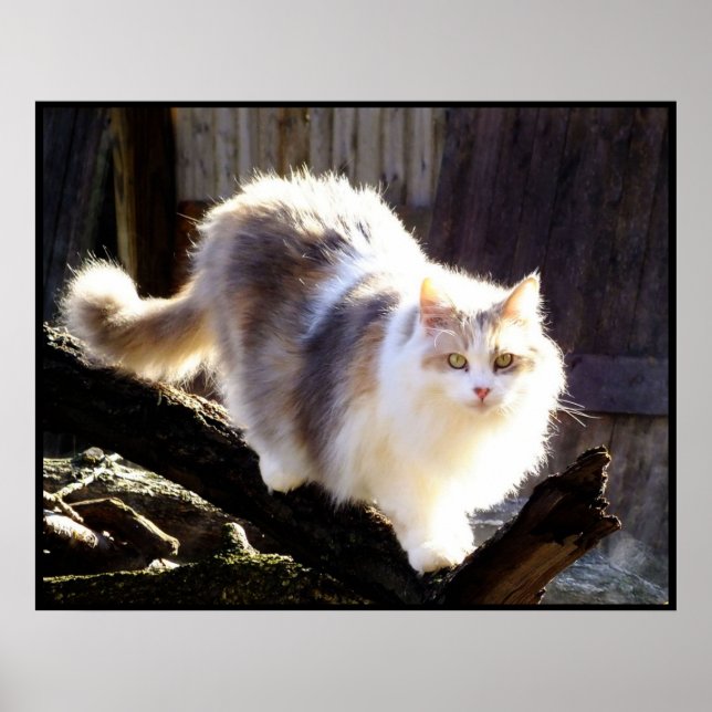 Poster de Gato de Calico Maine (Frente)