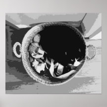 Poster de Gato de Cesta