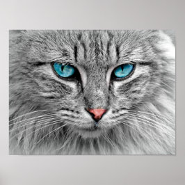 Poster de Gato de Olhos Azuis