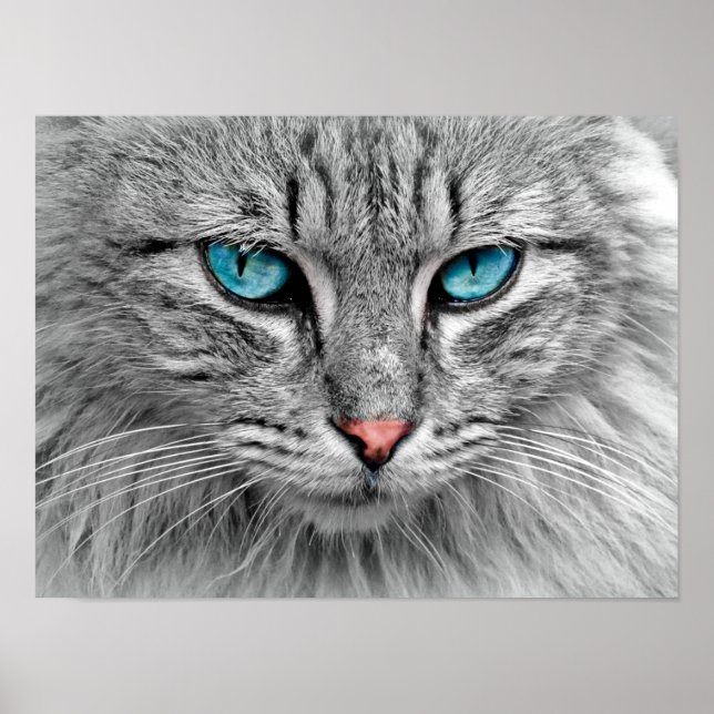 Poster de Gato de Olhos Azuis (Frente)