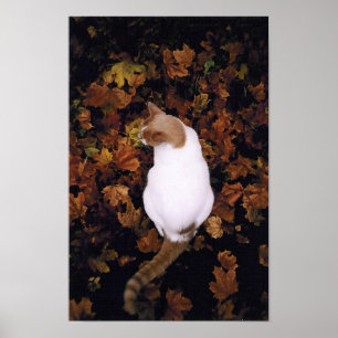 Poster de Gato de Pet