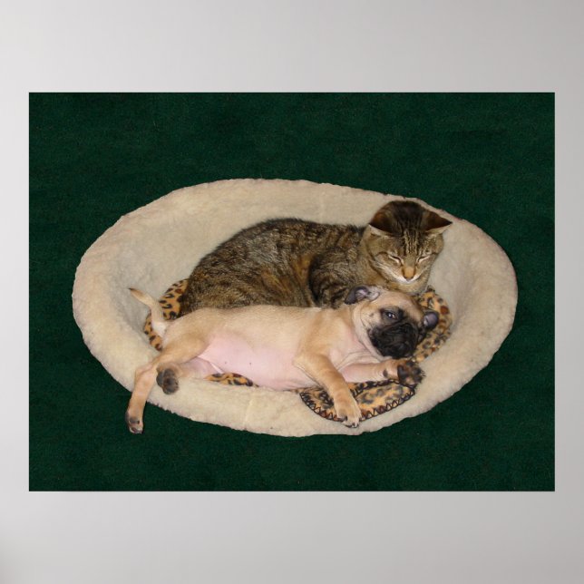 Poster de Gato e Pug (Frente)