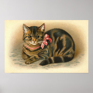 Pôster De "gato gato malhado "