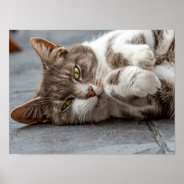 Poster de gato/Impressão (Frente)