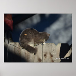 Poster de gato na cerca (16)