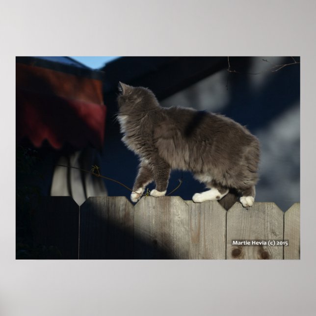 Poster de gato na cerca (21) (Frente)