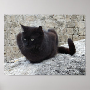 Poster de Gato Negro