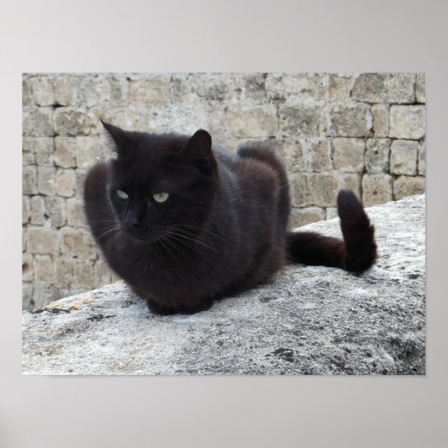Poster de Gato Negro (Frente)