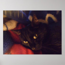 Poster de Gato Negro Bonito
