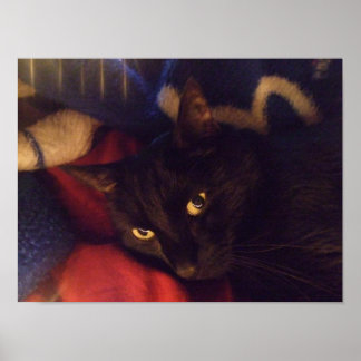 Poster de Gato Negro Bonito