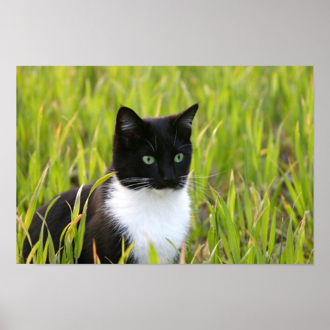 Poster de Gato Negro e Branco (Frente)