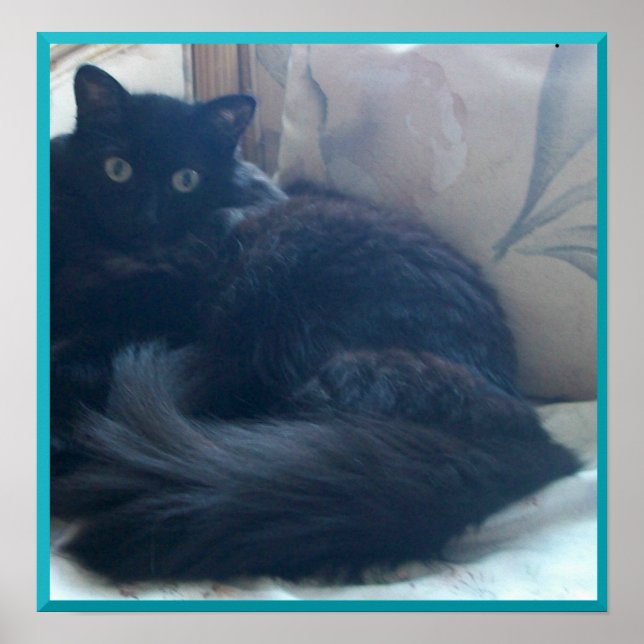 Poster de Gato Persa Negro (Frente)