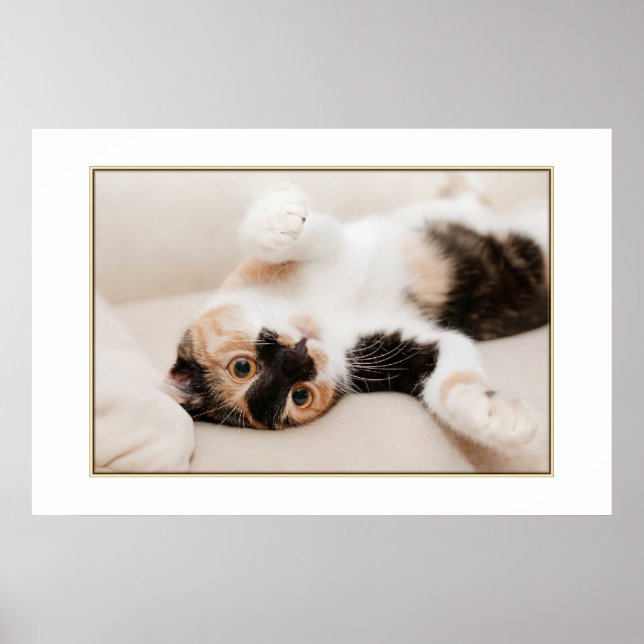 Poster de Gato Reprodutor (Frente)