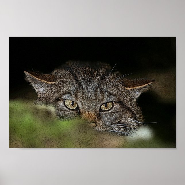Poster de gato selvagem escocês (Frente)