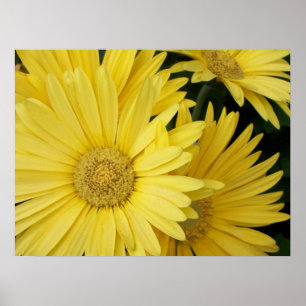 Poster de Gebera Daisies Amarelo