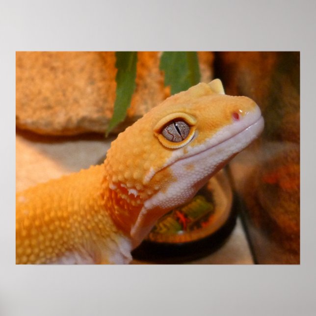 Poster de Gecko Lizard, Leopardo Amarelo (Frente)