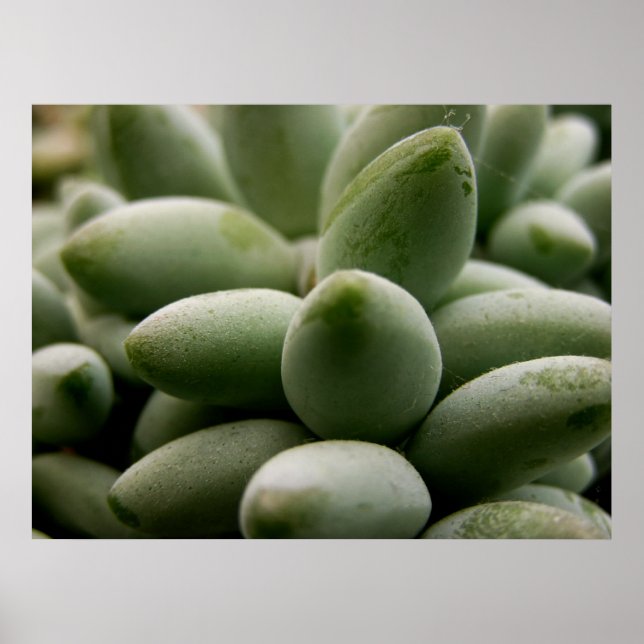 Poster de Gems Verdes (Frente)