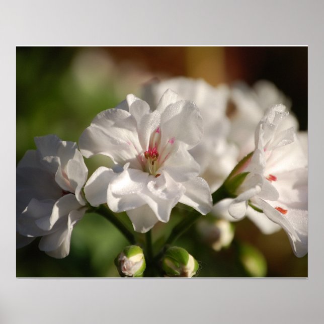 Poster de Gerânio (Frente)