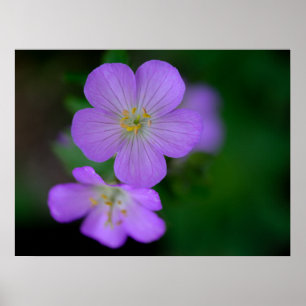Poster de Geranium selvagem